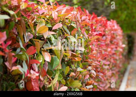 Rote und grüne Blätter einer Photinia Fraseri rotkehlchenhecke auf einer Straße, Photinia Rotkehlchenhecke Stockfoto