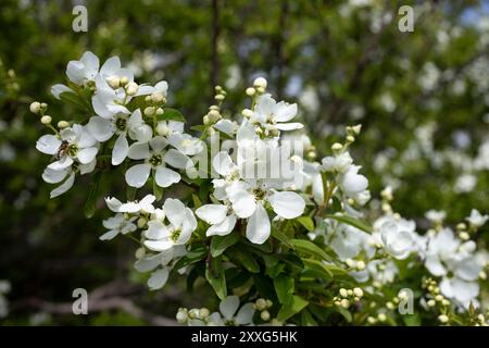 Exochorda racemosa Schneeberg weiß blühender Sträucher, Zierpflanze in Blüte, grüne Blätter an Zweigen Stockfoto