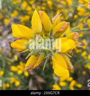 Die gelben Blumen von Ulex, gemeinhin als Gorse, Furze oder Whine bekannt, sind die Gattung der blühenden Pflanzen der Familie Fabaceae. Stockfoto