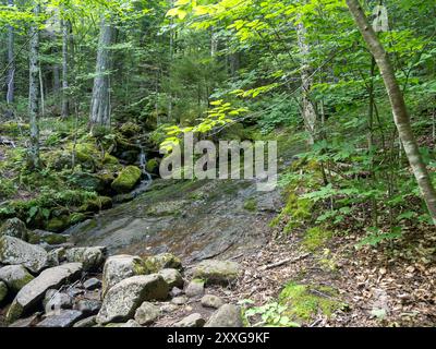 Ein zerklüfteter Wanderweg schlängelt sich den Cascade Mountain hinauf und bietet ein anspruchsvolles Abenteuer durch die atemberaubenden Adirondacks in der Nähe des Lake Placid in New Yor Stockfoto