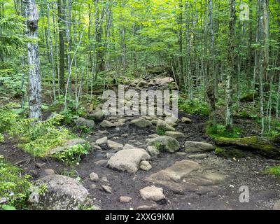 Ein zerklüfteter Wanderweg schlängelt sich den Cascade Mountain hinauf und bietet ein anspruchsvolles Abenteuer durch die atemberaubenden Adirondacks in der Nähe des Lake Placid in New Yor Stockfoto