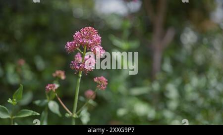 Nahaufnahme von Centranthus ruber, allgemein bekannt als Red Baldrian, in natürlicher Umgebung im Freien mit einem Bokeh Hintergrund. Stockfoto