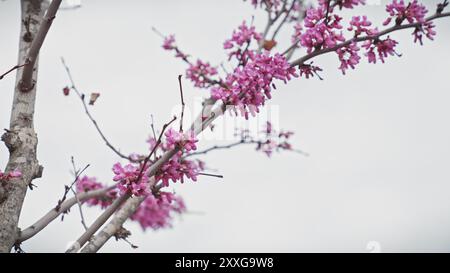 Nahaufnahme des Cercis siliquastrum, allgemein bekannt als der judas-Baum, blüht mit rosa Blüten in murcia, spanien. Stockfoto