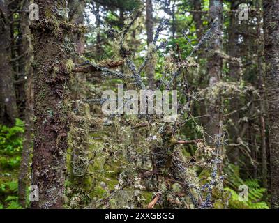 Üppiges, grünes Moos umhüllt Kiefern in den ruhigen Tiefen der Adirondack Mountains in der Nähe von Lake Placid, New York, und schafft eine ruhige Waldszene. Stockfoto