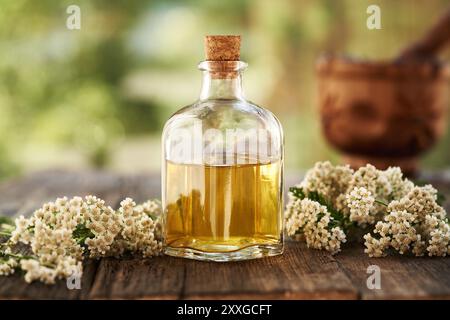 Eine Flasche Kräutertinktur aus frisch blühender Schafgarbe Stockfoto