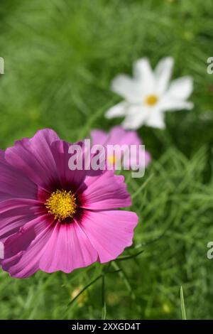Rosafarbener und weißer Kosmos (Cosmos sulpureus, Cosmos bipinnatus), ein jährlich aus der Familie der Asteraceae stammender Kosmos, blüht an einem hellen Sommertag, verschwommener Hintergrund. Stockfoto