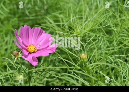 Pink Cosmos (Cosmos sulpureus, Cosmos bipinnatus), ein jährlich aus der Familie der Asteraceae, blüht an einem hellen Sommertag im ländlichen Missouri. Stockfoto