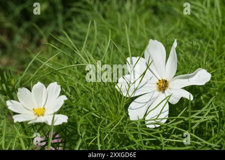 Weißer Kosmos (Cosmos sulpureus, Cosmos bipinnatus) ein jährlich aus der Familie der Asteraceae, in Blüte mit einer Biene, die Nektar trinkt. Stockfoto