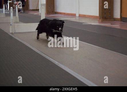 Ein erwachsener, männlicher, schwarzer, dreifarbiger Mini American Shepherd-Hund, der eine Flyball-Bahn hinunterläuft. Stockfoto