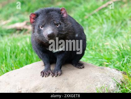 Young Tasmanian Devil im DevilsCradle Sanctuary in der Nähe des Cradle Mountain National Park in Tasmanien, Zufluchtsort für von Krebs bedrohte Arten Stockfoto