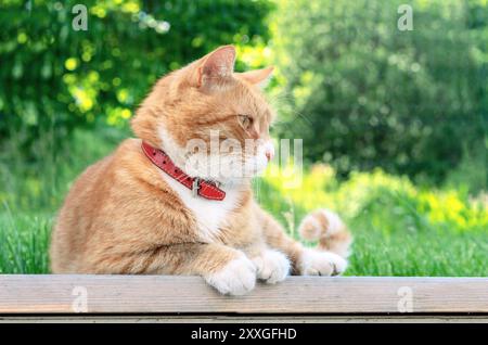 Ingwerkatze mit rotem Kragen posiert vor einer natürlichen Kulisse. Stockfoto