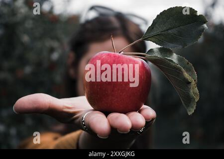 Nahaufnahme eines frischen roten Apfels mit grünen Blättern, die in einer offenen Palme vor einem unscharfen natürlichen Hintergrund gehalten werden. Stockfoto