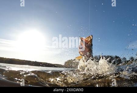 Hakenhecht, gefangen von einem Sportfischer, der an einem sonnigen Maitag auf einem See kämpft und aus dem See springt und Wasser spritzt Stockfoto