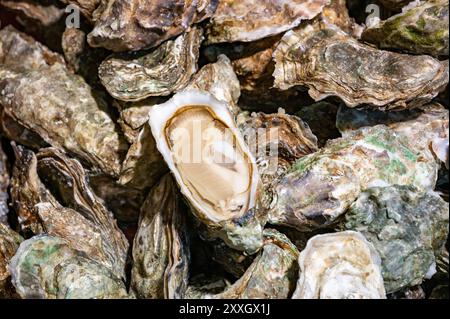 Frische lebende Austern verschiedener Größen in der Markthalle, die zum Mittagessen gegessen werden können, aus nächster Nähe, aus Austernzuchtdorf, Arcachon Bay, Gujan-Mestras, Bor Stockfoto