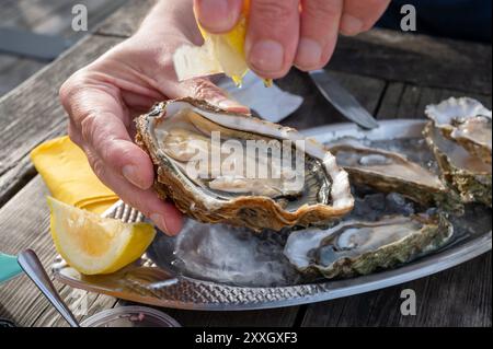 Essen von frischen lebenden Austern mit Zitrone und Brot im Farmcafé im Austerndorf Arcachon bassin, Gujan-Mestras Hafen, Bordeaux, Fran Stockfoto