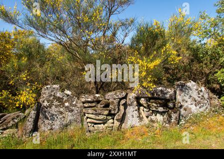 Eine traditionelle Trockenmauer, die Bauernhof und Buschland mit Ginsterbüschen umgibt, die entlang des Camino de Invierno auf dem Weg nach Santiago de Compostela in voller Blüte sind. Stockfoto