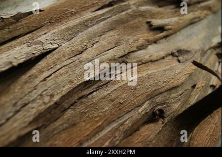 Nahaufnahme der Eukalyptusbaumrinde Stockfoto