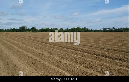 Die endlosen Ränge der Beete sind bereit für das Wachstum der neuen Ernte. Stockfoto