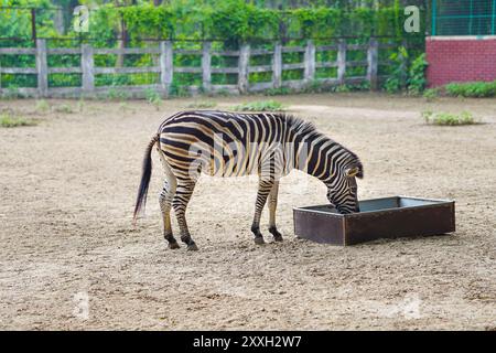 Burchell's Zebra essen Essen auf der privaten Farm, gebräuchliche Namen : Bontequagga, Damara Zebra und Zululand Zebra Stockfoto