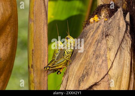 Heuschrecken paaren sich auf Maispflanzen. Pflanzeninsekten in der Landwirtschaft, Schädlingsbekämpfung und Pflanzenschadenskonzept. Stockfoto