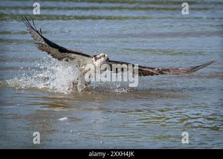 Ein Fischadler, der vom Wasser absteigt. Stockfoto