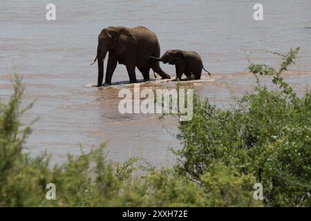 Afrika, Kenia, Samburu, Ewaso ng'iro, afrikanische Elefanten, Mama und Baby überqueren den Fluss. (Loxodonta africana). 4. August 2016 Stockfoto