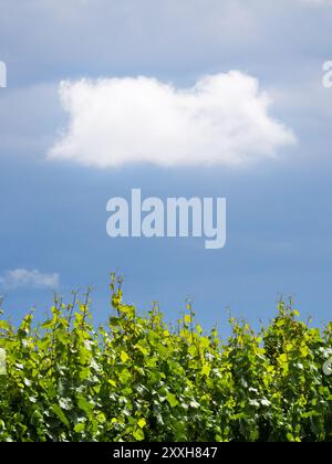Kleine weiße Wolke über den Weinbergen im Burgenland Stockfoto
