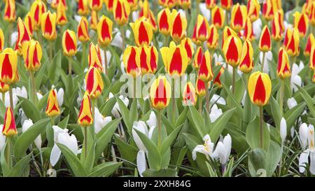 Farbenfroher Feiertags- oder Geburtstagshintergrund mit schönen roten und gelben Tulpen und weißem Krokusblütenbeet in Keukenhof, Niederlande Stockfoto