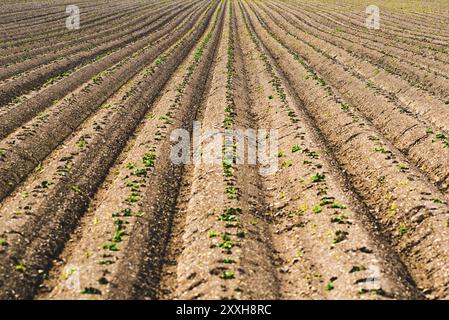 Bebautes Feld gepflügt, Zeilen in Muster. Landwirtschaftliche Themen Hintergrund Stockfoto