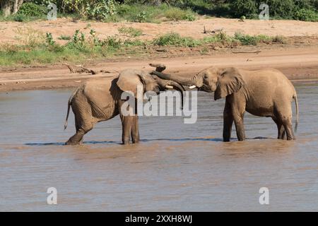 Afrika, Kenia, Samburu, Ewaso ng'iro River, Junge männliche afrikanische Elefanten (Loxodonta africana), die im Wasser spielen. 4. August 2016 Stockfoto