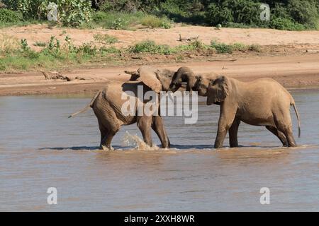 Afrika, Kenia, Samburu, Ewaso ng'iro River, Junge männliche afrikanische Elefanten (Loxodonta africana), die im Wasser spielen. 4. August 2016 Stockfoto