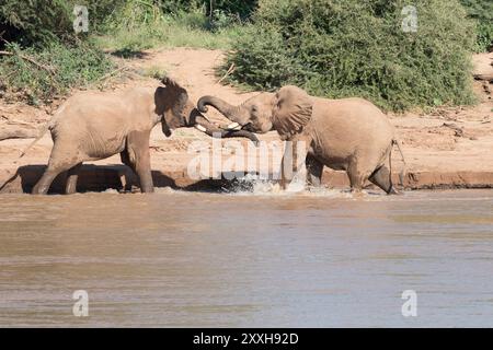 Afrika, Kenia, Samburu, Ewaso ng'iro River, Junge männliche afrikanische Elefanten (Loxodonta africana), die im Wasser spielen. 4. August 2016 Stockfoto