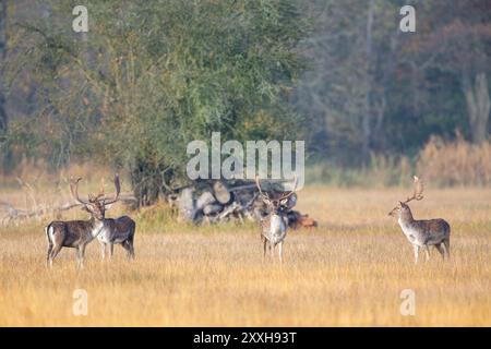 Damhirsch (Dama dama) auf einer Wiese im Naturschutzgebiet Mönchbruch bei Frankfurt. Eine Gruppe von Damhirschen (Dama dama) auf einer Wiese Stockfoto