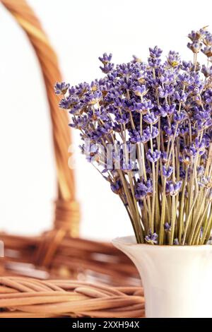 Strauß von trockenen wilden Berg Lavendel Blumen in Vase auf weißem Hintergrund Stockfoto