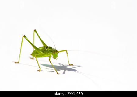 Grüner Heuschrecken auf weißem Papier Stockfoto