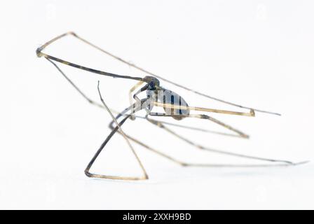 Nahaufnahme einer Spinne Stockfoto