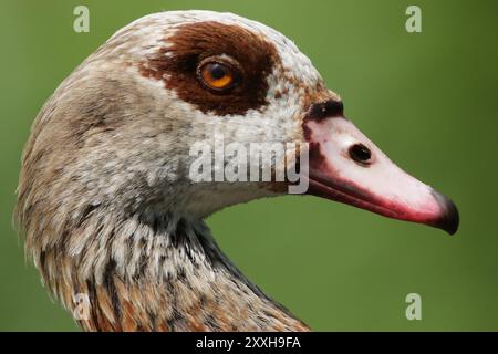 Porträt einer ägyptischen Gans (Alopochen aegyptiacus) Porträt einer ägyptischen Gans (Alopochen aegyptiacus) Stockfoto