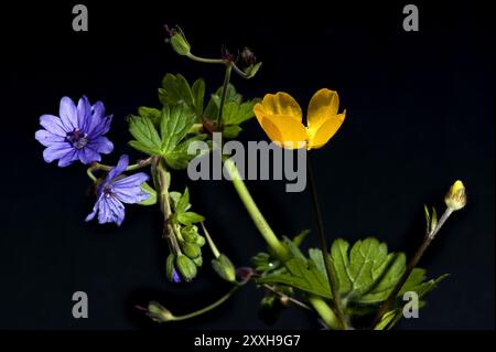 Kranzschnabel und Butterblume vor schwarzem Hintergrund Stockfoto