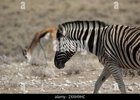 Plains Zebra (Equus quagga) und Springbock (Antidorcas marsupialis) im Etosha National Park, Namibia, Plains Zebra und Springbock im Etosha National Stockfoto