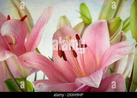 Rosafarbene Lilien im Retro-Illustration-Look Stockfoto
