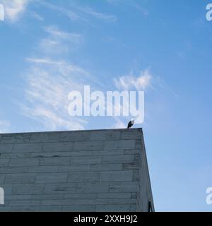 Reiher, die über den Dächern Berlins auf der Suche sind Stockfoto