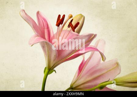 Rosafarbene Lilien im Retro-Illustration-Look Stockfoto