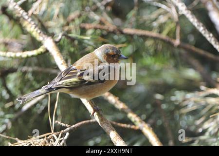 Gewöhnlicher Kaffinch (Fringilla coelebs) bei der Suche nach Nahrung. Gewöhnlicher Buchhalm bei der Suche nach Essen Stockfoto
