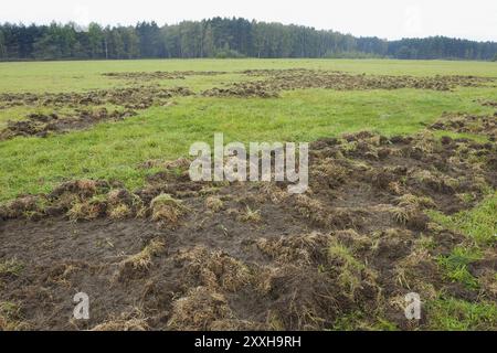 Wildschäden durch Wildschweine auf einer Wiese, Lausitzer Wildschweine, Deutschland, Europa Stockfoto