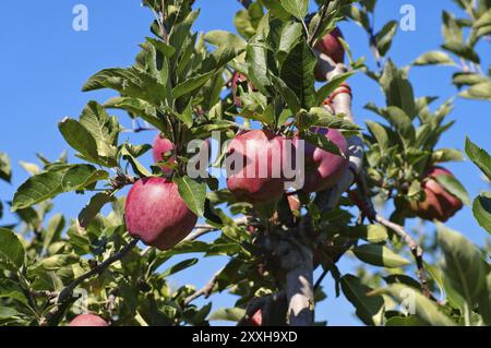 Rote Aepfel am Baum, rote Aepfel am Baum Stockfoto