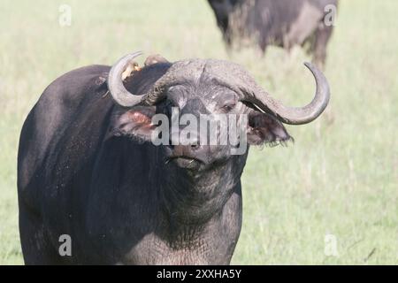 Afrika, Kenia, Masai Mara National Reserve. Blaues Gnus. (Connochaetes taurinus.) 4. August 2016 Stockfoto