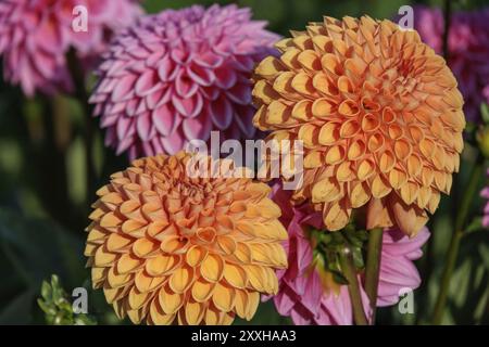 Orange und rosa Dahlienblüten in einem Garten in voller Blüte, legden, Münsterland, deutschland Stockfoto