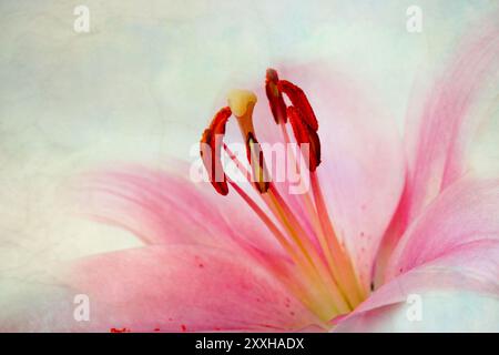 Rosafarbene Lilien im Retro-Illustration-Look Stockfoto