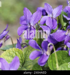 Violett, Viola odorata 04 Stockfoto