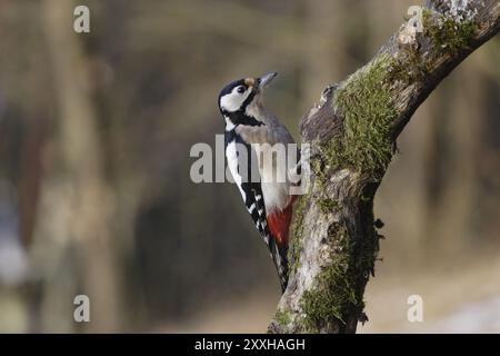 Großspecht, Weibchen, Dendrocopos Major, Syn Picoides Major, Großspecht, weiblich Stockfoto